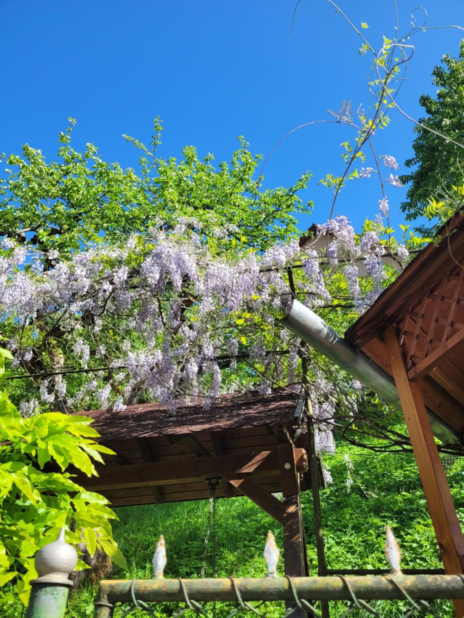 Casa Kiss Βίλα Sovata Εξωτερικό φωτογραφία